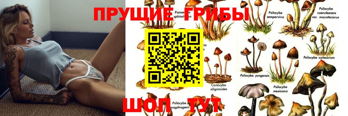 Псилоцибиновые грибы Psilocybe Морозовск